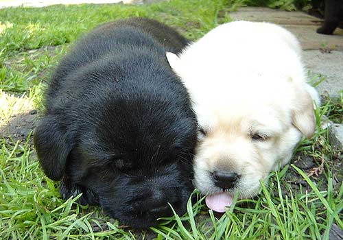 šteniatka labradorského retrívera.jpg