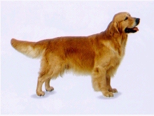 zlatý retriever 7.jpg