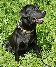 labradorský retriever.jpg