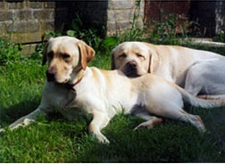 labradorský retriever 2.jpg