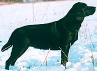 labradorský retriever 3.jpg